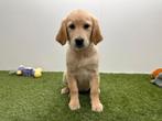Golden Retriever pups, Dieren en Toebehoren, België, 8 tot 15 weken, Parvo, Meerdere