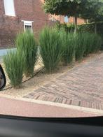 Panicum virgatum northwind, Tuin en Terras, Planten | Tuinplanten, Ophalen