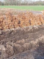 Haagplanten, Tuin en Terras, Planten | Struiken en Hagen, Ophalen, Beukenhaag, Haag, 100 tot 250 cm