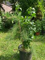 grove den (Pinus sylvestris) + Hibiscus, Tuin en Terras, Planten | Struiken en Hagen, Ophalen, Overige soorten, Struik, Minder dan 100 cm