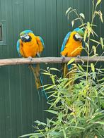 Paire d'aras bleus et jaunes très éprouvée, Animaux & Accessoires, Oiseaux | Perruches & Perroquets, Perroquet