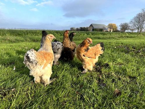 Jonge tamme Brahma kippen hennen gesekst en ingeënt, Dieren en Toebehoren, Pluimvee, Kip, Vrouwelijk