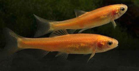 Goudelrits dit jaar geboren, Dieren en Toebehoren, Vissen | Aquariumvissen, Zoetwatervis, Vis, Schoolvis