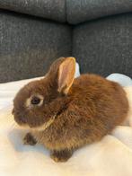 Jong kleurdwerg rammetje, Dieren en Toebehoren