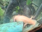 2 supergrote axolotls, Dieren en Toebehoren