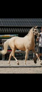 Unieke part bred palomino merrie, Ophalen of Verzenden
