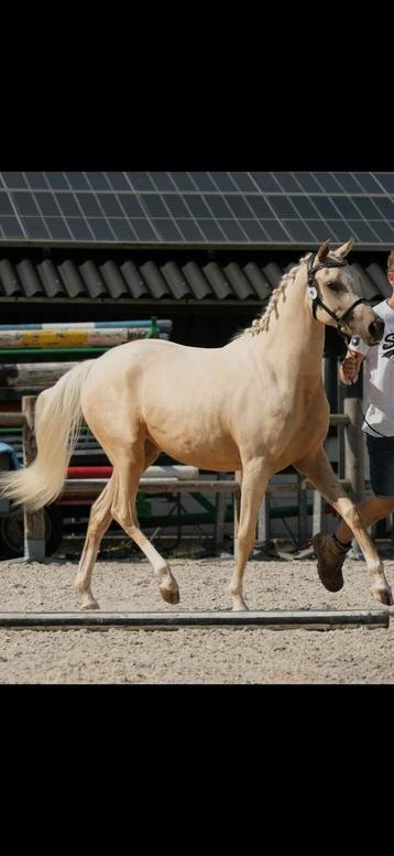 Unieke part bred palomino merrie beschikbaar voor biedingen