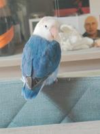 Dwergpapegaai, Dieren en Toebehoren, Geslacht onbekend, Dwergpapegaai of Agapornis