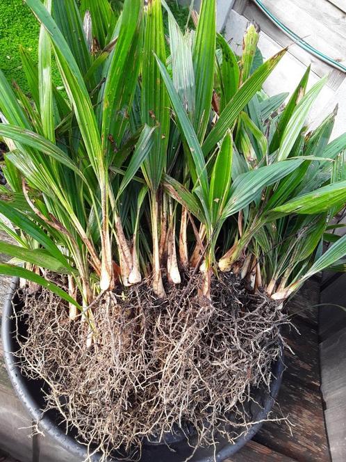 Trachycarpus fortunei zaailingen, Tuin en Terras, Planten | Tuinplanten, Ophalen of Verzenden