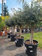 Terrasolijfboom Olea Europaea, Ophalen
