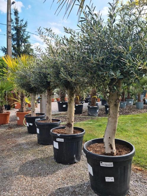 Terrasolijfboom Olea Europaea, Tuin en Terras, Planten | Bomen, Ophalen