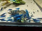 Neocaridina Blue Dream - Blauwe Garnalen, Animaux & Accessoires, Escargot ou Mollusque, Poisson d'eau douce