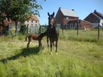 Prachtige 8 jarige merrie van topafstamming, Dieren en Toebehoren, Paarden, Merrie, Z, 7 tot 10 jaar, 160 tot 165 cm