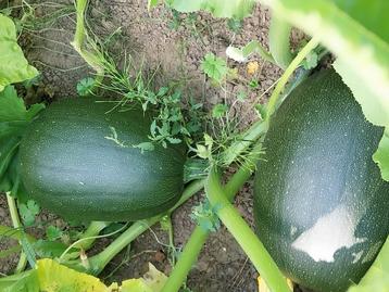 Courge bio, Enlèvement ou Envoi
