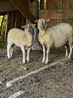 Ramlammeren Entre Sambre-et-Meuse, Dieren en Toebehoren, Mannelijk, Schaap, 0 tot 2 jaar