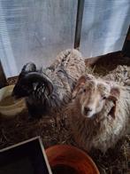 Quessant rammen, Dieren en Toebehoren, Schapen, Geiten en Varkens, Mannelijk, Schaap, 0 tot 2 jaar