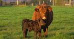 Gezocht Dexter koe, Femelle