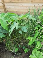 Vijgeplantje/scheuten, Braun turky, vanaf 10€, Ophalen