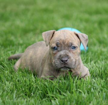 Amerikaanse Stafford pups  beschikbaar voor biedingen