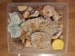 Schelpen en edelstenen verzameling, Verzamelen, Mineralen en Fossielen, Ophalen, Schelp(en)