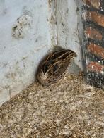 Kwartel gratis, Dieren en Toebehoren, Pluimvee