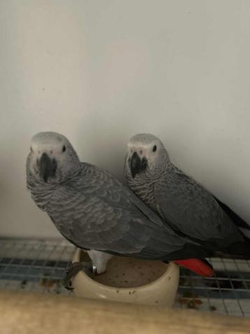 Gris du Gabon 3 mois elevés à la main, Mâle, Perroquet, Parleur