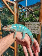 Kameleon Ambilobe, Dieren en Toebehoren
