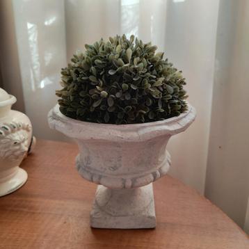 Synthetische Petit Medici en Buxus beschikbaar voor biedingen