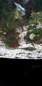 Aquarium vissen, Dieren en Toebehoren, Vissen | Aquariumvissen