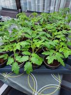 Tomaten planten  1,10  per plant, Tuin en Terras, Ophalen