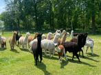 Alpaca wol, Dieren en Toebehoren, Januari, Meerdere dieren