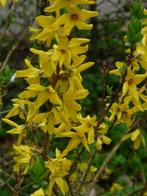 chinees klokje (forsythia), Tuin en Terras, Ophalen