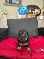 mooie ruwhaar teckel pups, Dieren en Toebehoren, Honden | Teckels en Dashonden, België, CDV (hondenziekte), 8 tot 15 weken, Dwerg