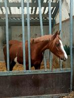 3 jarige D pony merrie, Dieren en Toebehoren, Onbeleerd, Merrie, Minder dan 160 cm, 3 tot 6 jaar