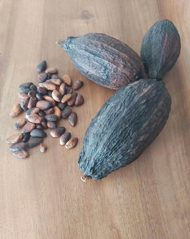 Véritable Cabosse de cacao vide et sèche pour décoration ou, Maison & Meubles, Accessoires pour la Maison | Fleurs séchées, Enlèvement ou Envoi