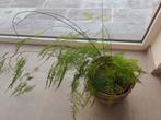 Grote asparagus plumosus (sierasperge) kamerplant, Huis en Inrichting, Ophalen