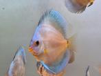 Blu diamond discusvissen 10-12 cm, Dieren en Toebehoren, Vissen | Aquariumvissen