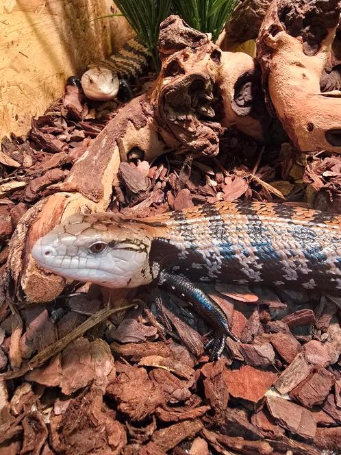 0.0.2 tiliqua scincoides/ blauwtong skinken uit 2024, Dieren en Toebehoren, Reptielen en Amfibieën