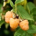 Gele framboos, Tuin en Terras, Planten | Tuinplanten, Ophalen, Herfst