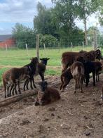 jonge gecastreerde soay rammen, eind juli af te halen, Meerdere dieren, Schaap, 0 tot 2 jaar