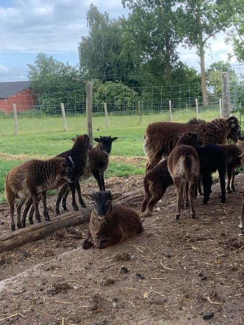 jonge gecastreerde soay rammen, eind juli af te halen, Dieren en Toebehoren, Schapen, Geiten en Varkens, Schaap, Meerdere dieren