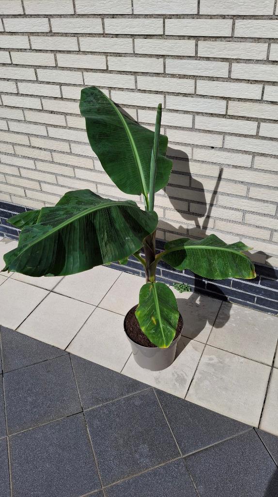 SPECIAAL!Bananenplant voor in huis (groeit max tot 2 m hoog), Huis en Inrichting, Kamerplanten, 100 tot 150 cm, Groene kamerplant