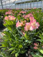 Alstroemeria ‘Garden Summer Break’ P23cm, Tuin en Terras, Planten | Tuinplanten, Ophalen, Zomer, Vaste plant, Volle zon