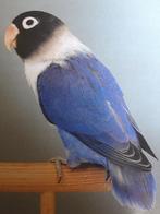 Dwergpapegaaitjes, Dieren en Toebehoren, Vogels | Parkieten en Papegaaien