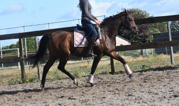 SUPER brave, 6,5 jarige , grootste maar E merrie   beschikbaar voor biedingen