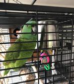 Geelnek Amazone-papegaai, Dieren en Toebehoren, Mannelijk, Papegaai, Geringd