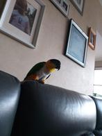 Te koop : papegaai caique, Papegaai, Tam