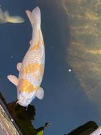 Ginrin Ochiba Nisai 45-50cm, Karper of Koi