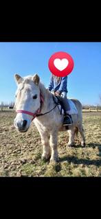 Schetlander pony zoekt 5sterren huisje, Dieren en Toebehoren, Hengst, Gechipt