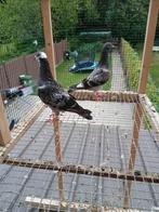 Jong paar duiven, Dieren en Toebehoren, Vogels | Duiven, Meerdere dieren, Postduif